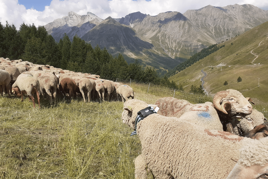 IoT - territoires connectés - capteurs troupeau de mouton